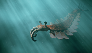 Complex animal life may be 10 million years older than scientists thought — and a new fossil site in northwestern Canada suggests it all started in the deep sea, not the shallow waters where most early fossils show up