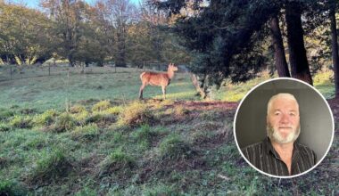 Dannevirke Deer Park closure sparks community save-the-park push