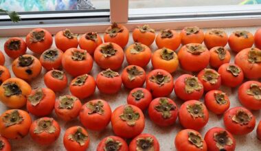 Kem Ormond: Why persimmon trees deserve a spot in New Zealand gardens