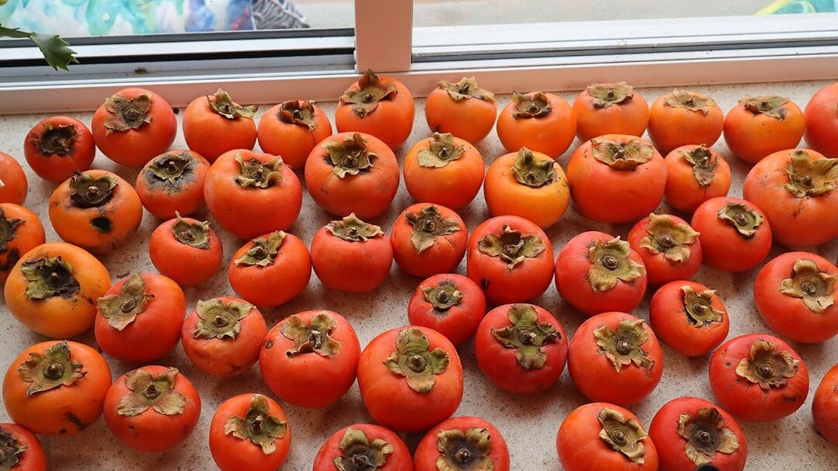 Kem Ormond: Why persimmon trees deserve a spot in New Zealand gardens