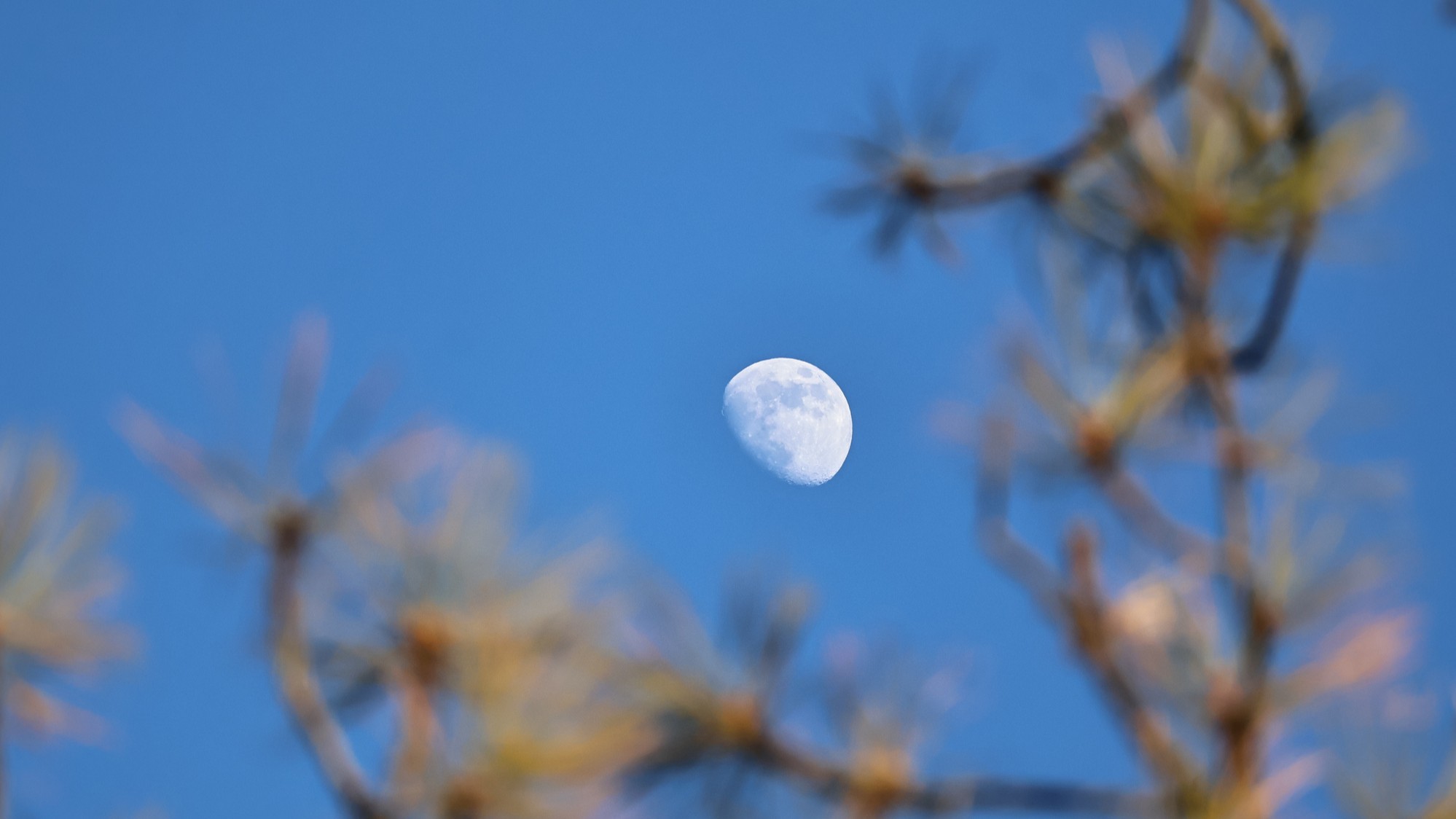 three-quarter illuminated moon in the background framed by some tree branches in the foreground.