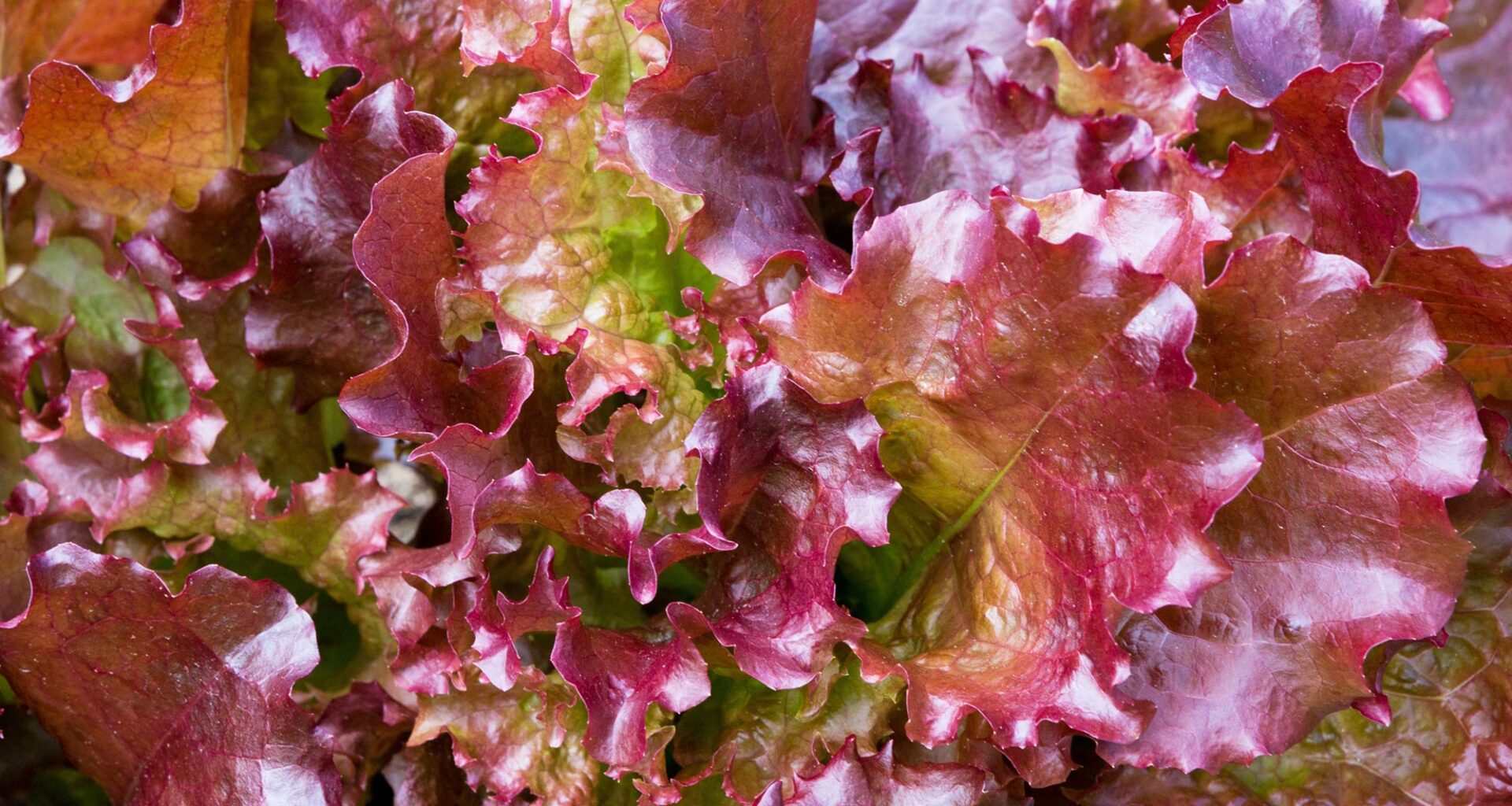 Red and Green Lettuce