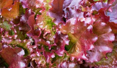 Red and Green Lettuce