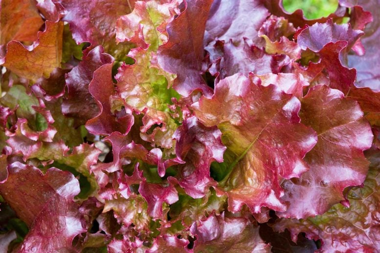Red and Green Lettuce