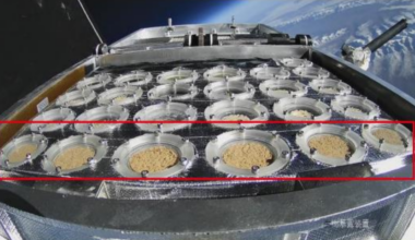 Responses of Cyanobacterial Crusts and Microbial Communities to Extreme Environments of the Stratosphere