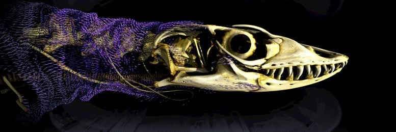 Rosenberg’s Goanna With Skin Bones Visible in Purple