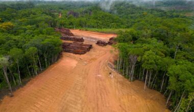 Carbon credits are flawed, but they can still help save forests