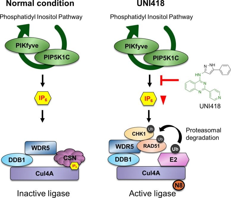 Schematic Model of UNI418 Mechanism