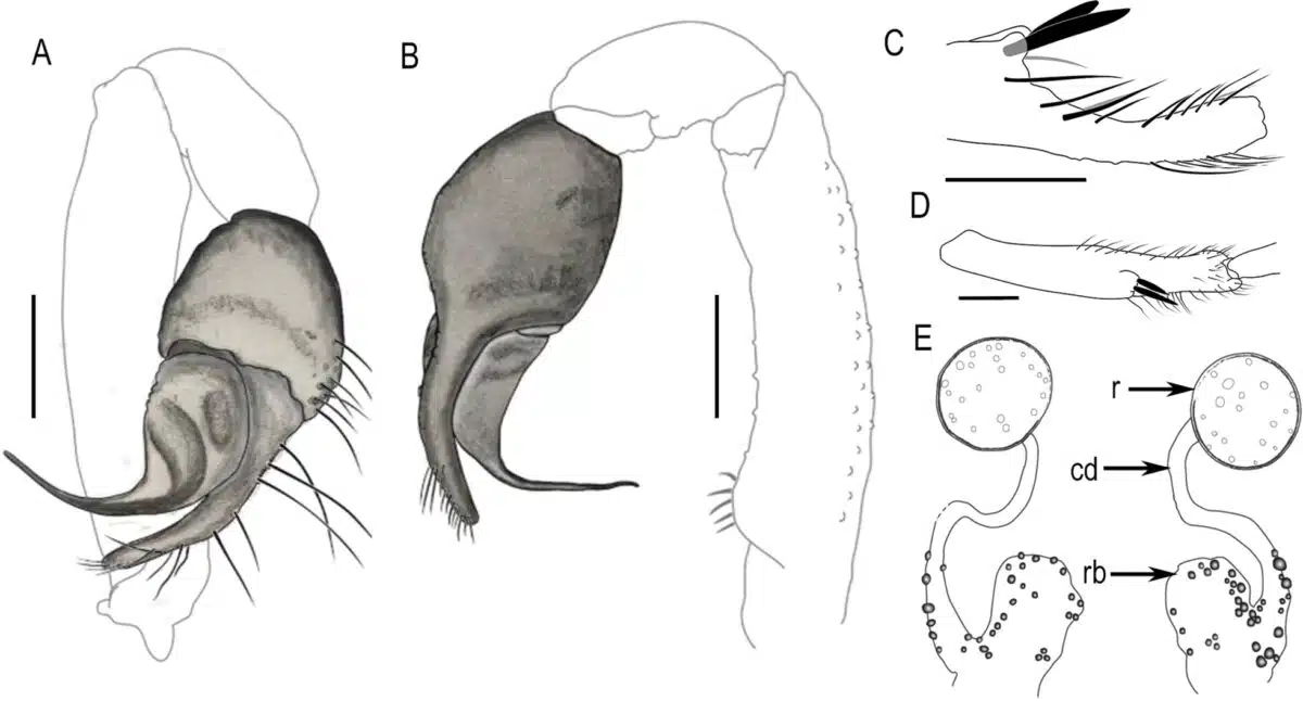 Scientific Illustrations Of Pikelinia Floydmuraria Showing Detailed Anatomical Structures