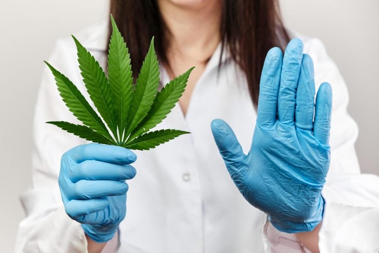 Scientist Doctor Cannabis Leaf No Hand
