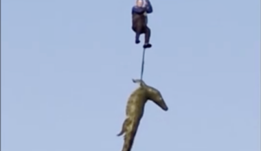 Extraordinary pictures show police airlifting massive crocodile suspected of eating man in South African bush