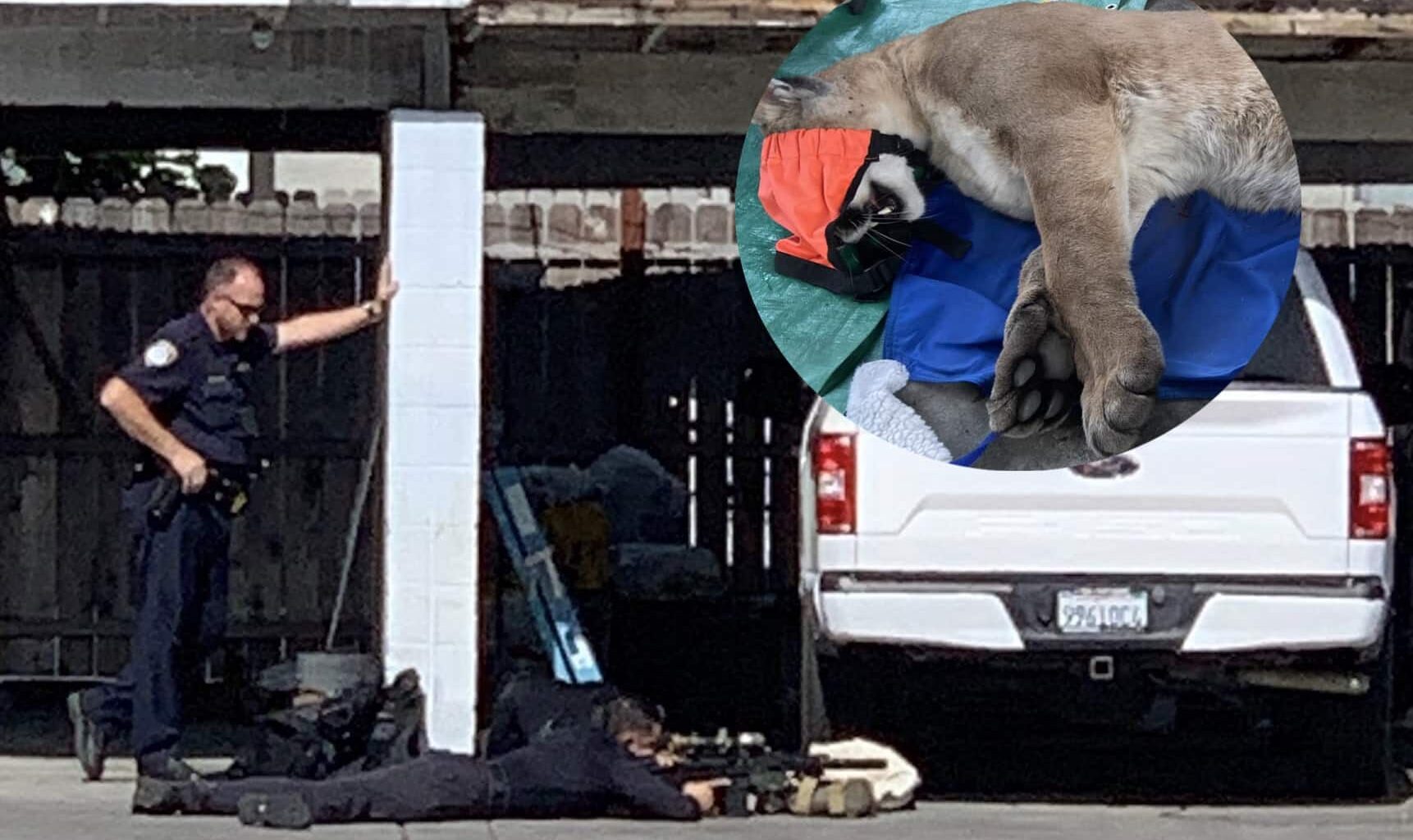 Mountain Lion Darted After Discovered Sheltering Under Vehicle In Busy California Neighborhood