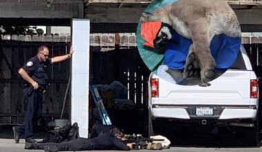 Mountain Lion Darted After Discovered Sheltering Under Vehicle In Busy California Neighborhood