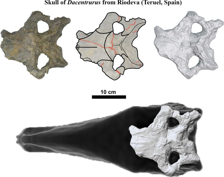 Set of Images of a Stegosaurian Skull Found in Europe