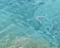 Snake arrives on the islet of Santa Eulària – loop