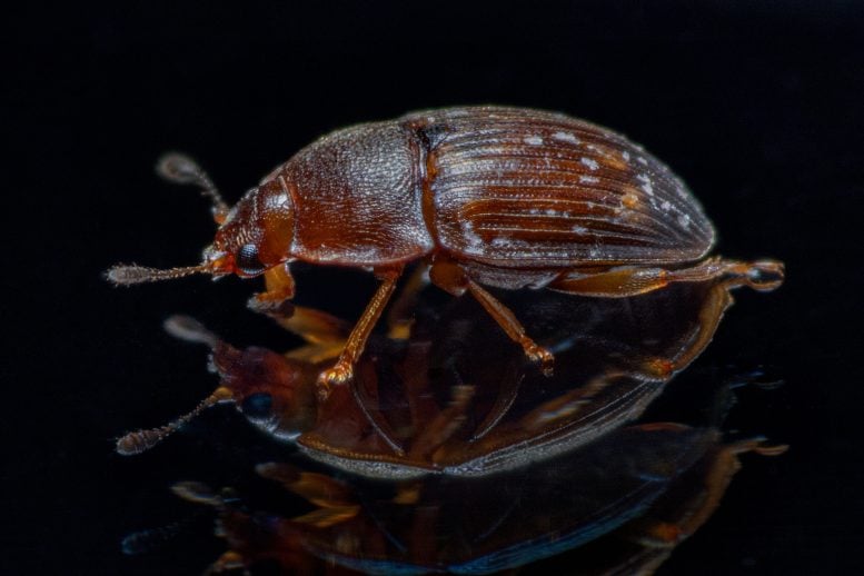 Stelidota geminata