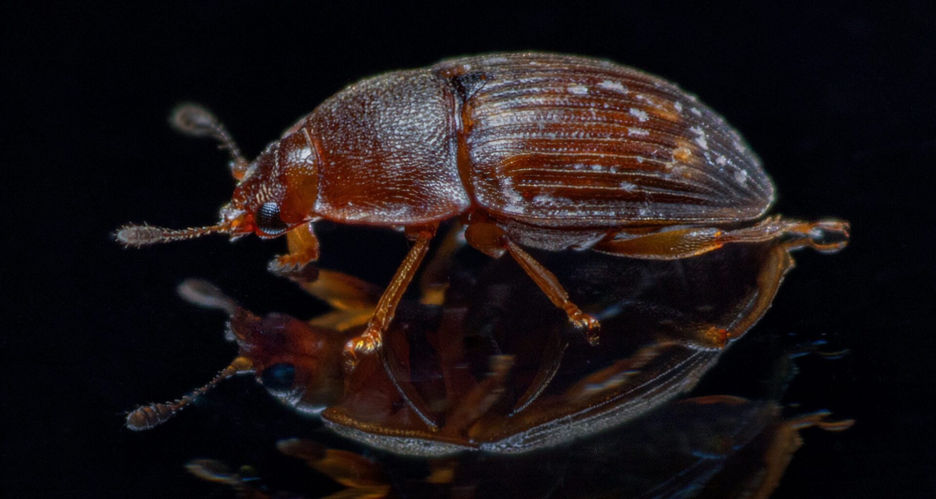 Strange “Worm Towers” Found in the Wild for the First Time May Be Hitchhiking on Beetles