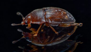 Strange “Worm Towers” Found in the Wild for the First Time May Be Hitchhiking on Beetles