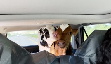 Moo-ving documentary about cows charts journey that started in CT