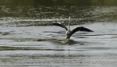 Heron gliding on water.