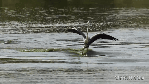 Heron gliding on water.