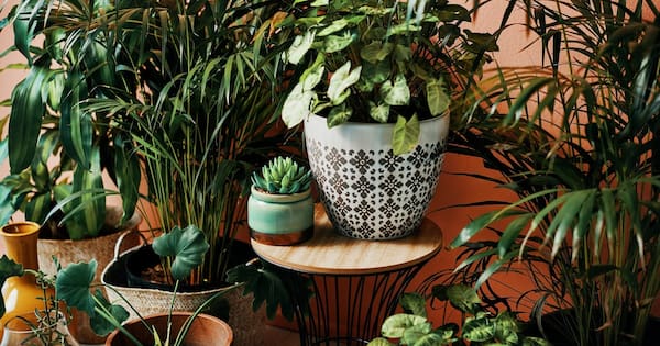 Can houseplants really purify the air in your home?