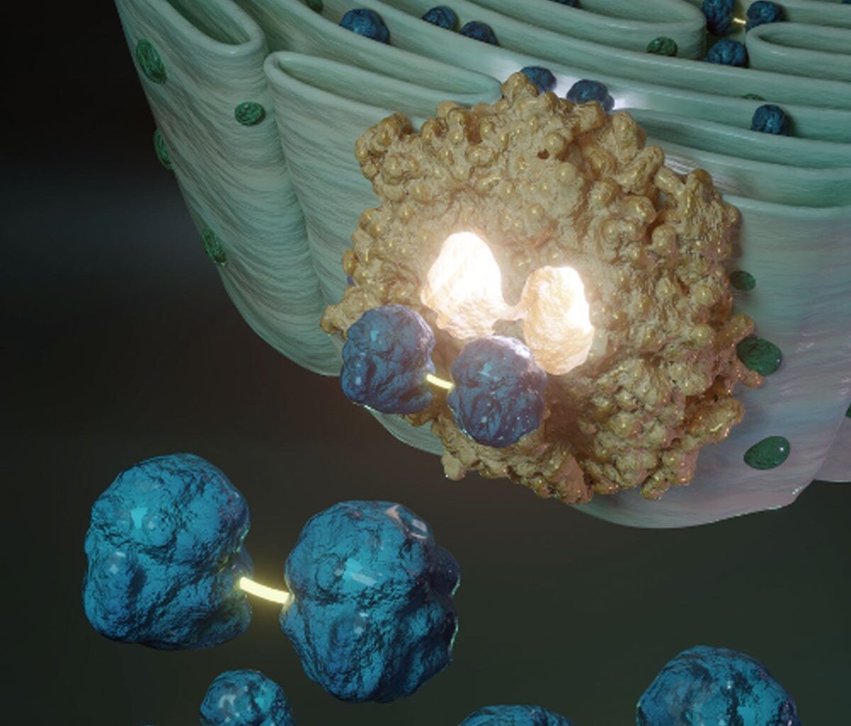 The ER With Disulfide Linked GSSG in the Lumen