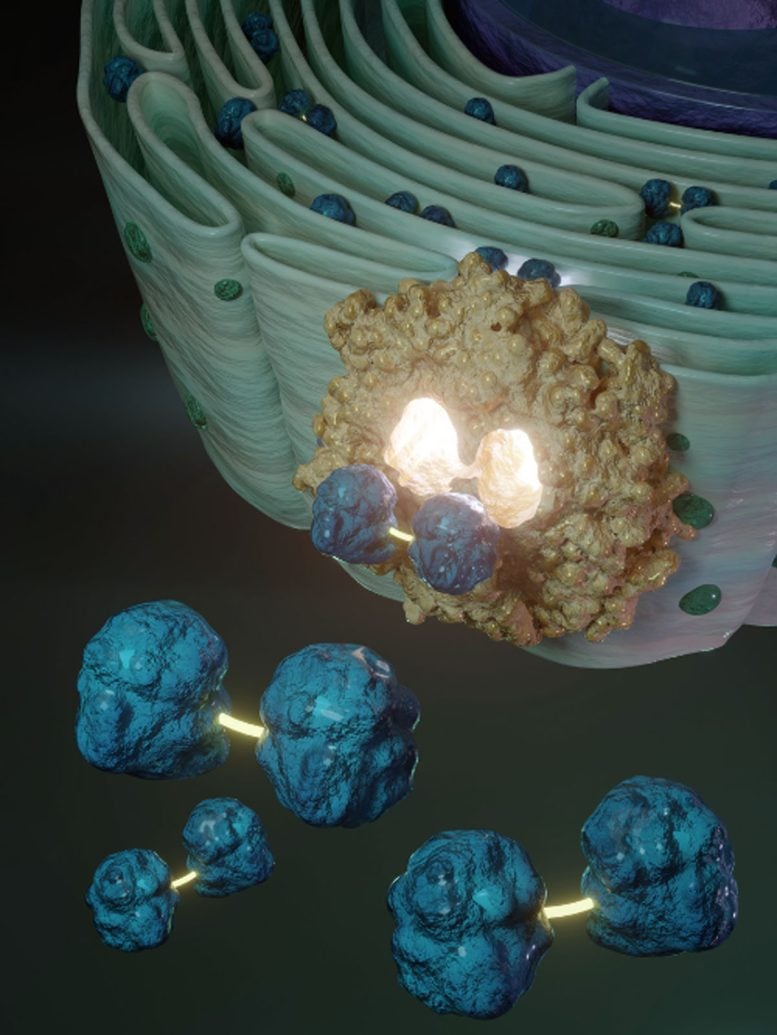 The ER With Disulfide Linked GSSG in the Lumen
