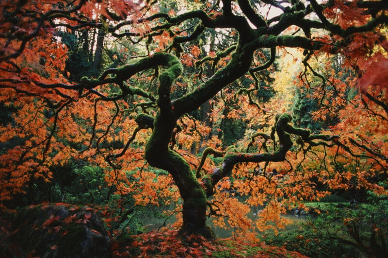A twisted tree with moss-covered branches stands surrounded by vibrant orange and red autumn leaves, set against a lush green forest background. Sunlight filters through the foliage, creating a warm, serene atmosphere.