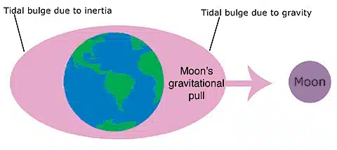 The Bulge On The Side Facing The Moon Is Labeled “tidal Bulge Due To Gravity,” Indicating It Is Caused By The Moon’s Gravitational Pull.