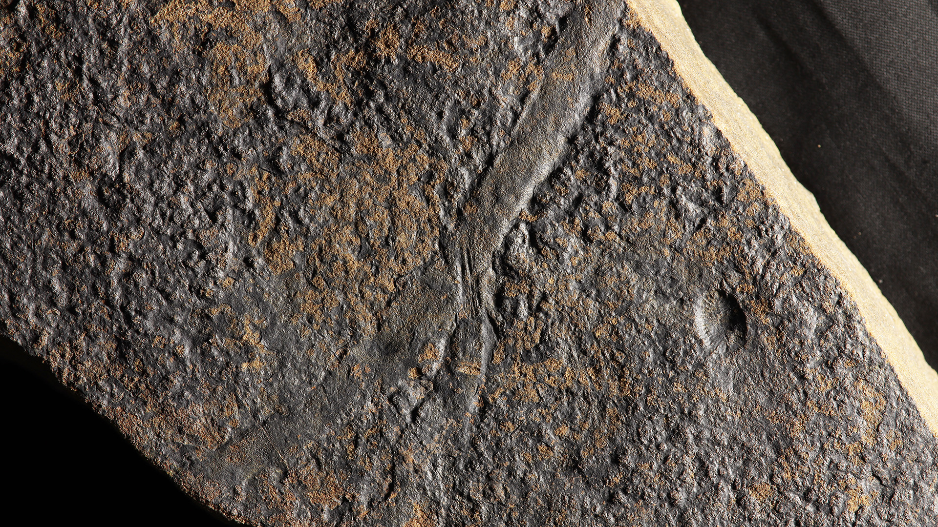 A close up of a fossil embedded in a rock against a dark background.