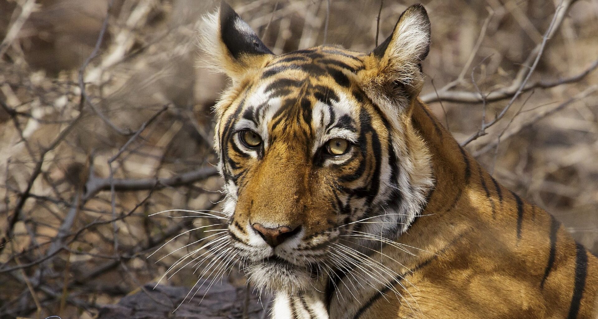 Facebook is a hub for illegal wildlife trade, and that’s by design, report says