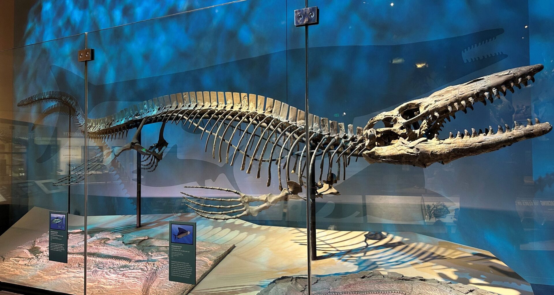 Scientists Discover 43-Foot Sea Reptile Twice the Size of a Great White Shark