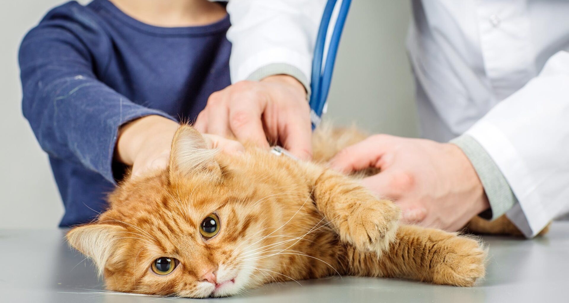 Veterinarian Examining Cat Animal Hospital