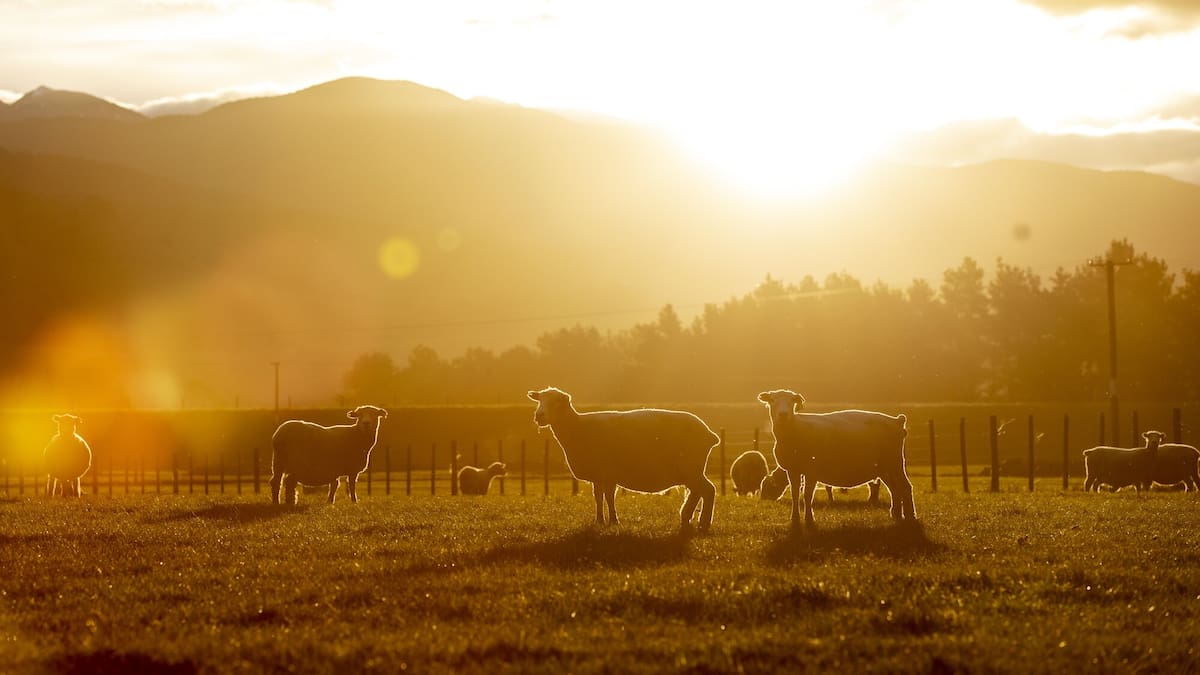 Peta animal abuse footage: How it shook the wool industry and how it responded
