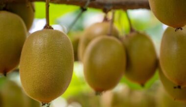 Kiwifruit exports: Government extends plant variety rights protection