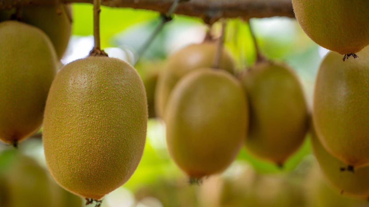 Kiwifruit exports: Government extends plant variety rights protection