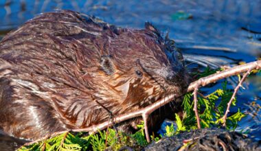 Wet Beaver Building Dam