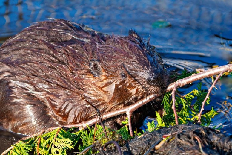 Wet Beaver Building Dam