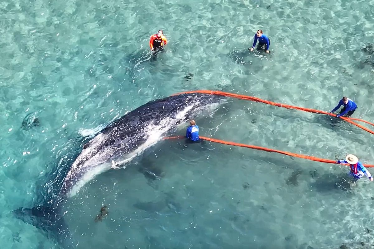 Whale rescue