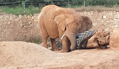 Ramat Gan Safari bids farewell to Bahati, iconic 65-year-old elephant