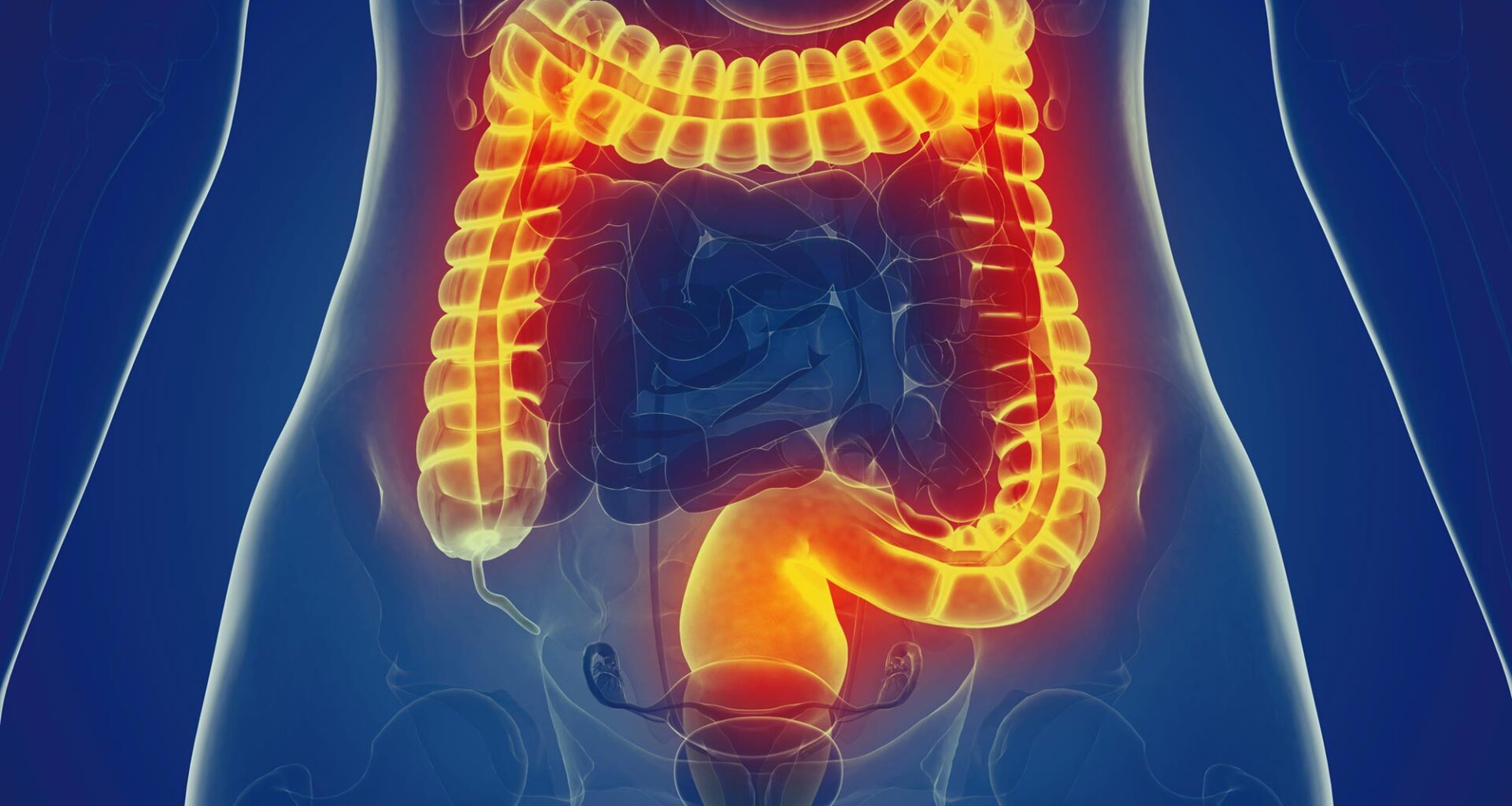 Woman Large Intestine Anatomy Front