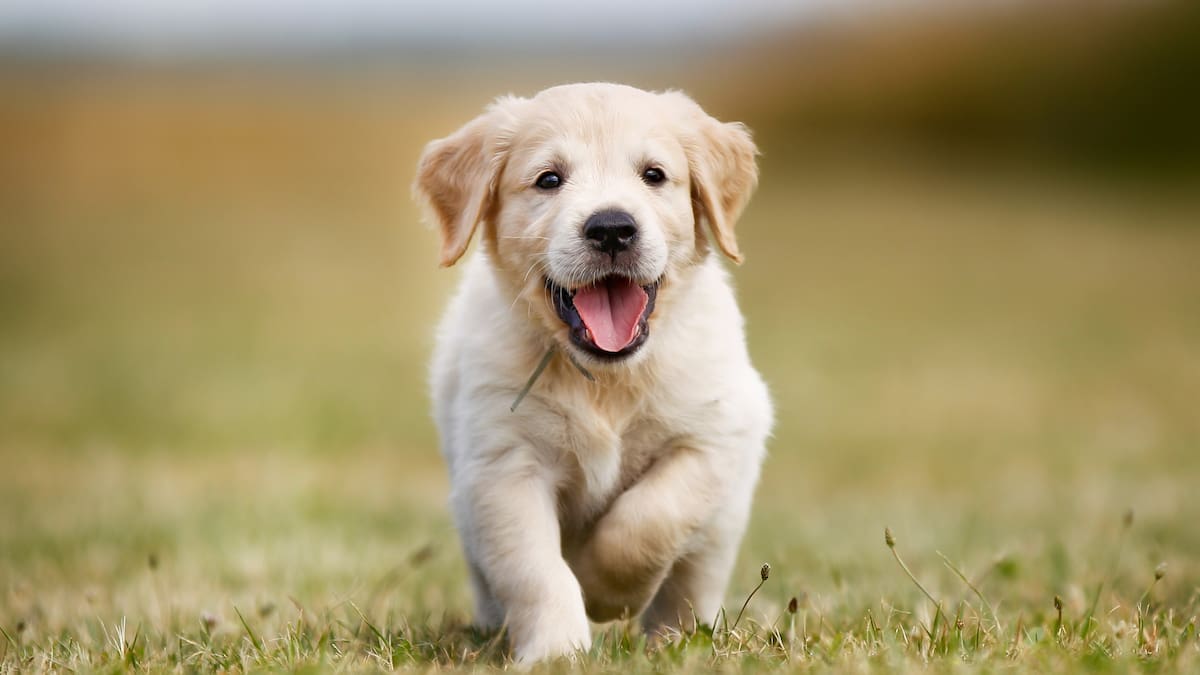 Tenancy Tribunal issues first ‘pet’ ruling, approves Labrador puppy in upstairs flat