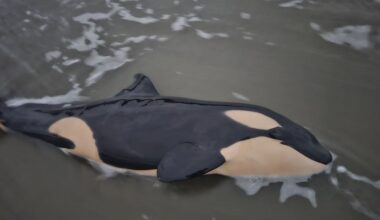 Young orca found dead on shores of Ōrewa Beach in Auckland’s north