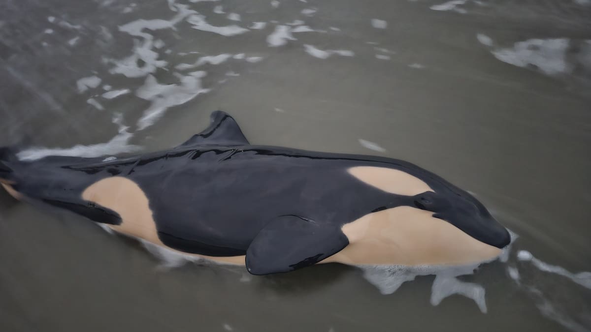 Young orca found dead on shores of Ōrewa Beach in Auckland’s north
