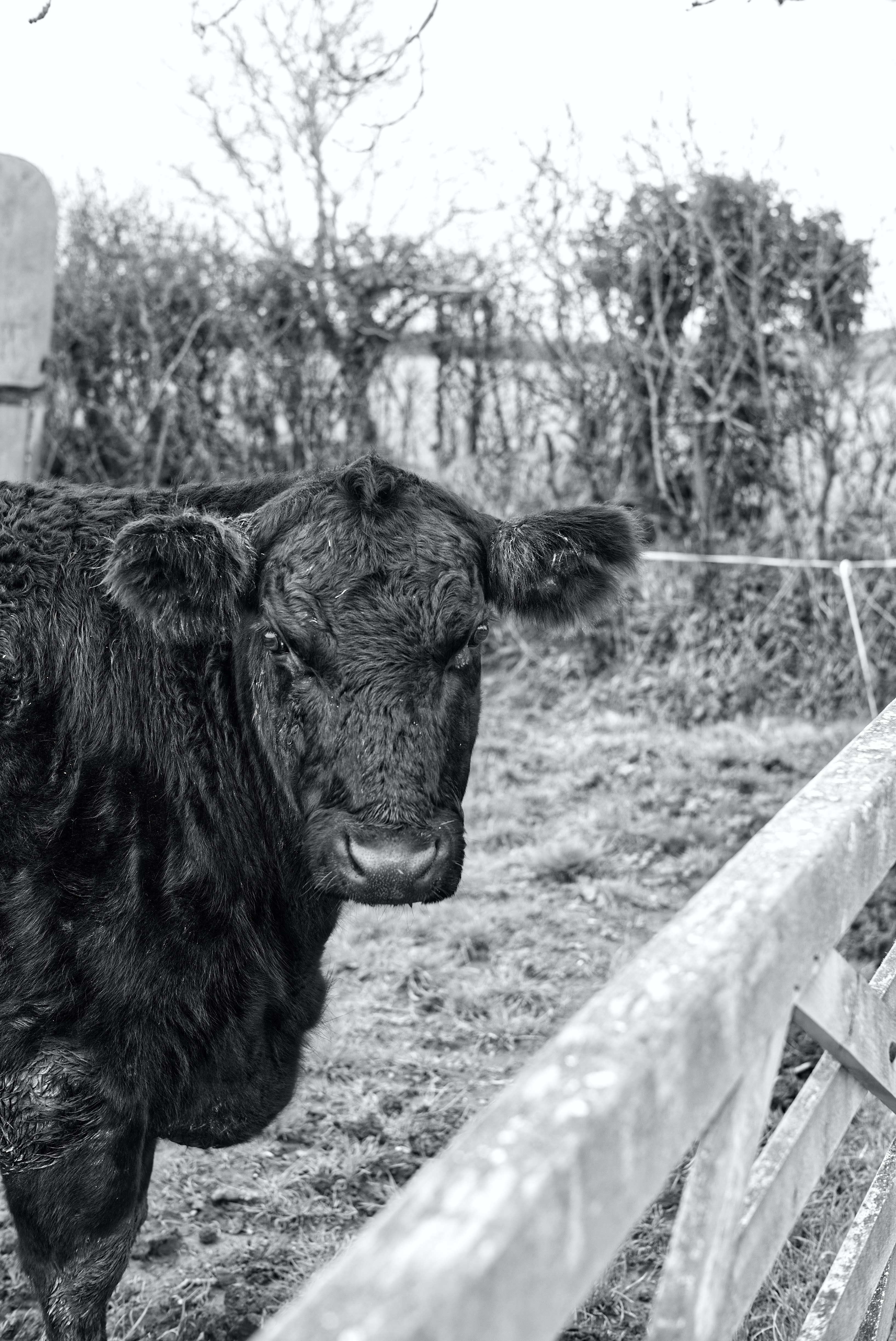 Image of a cow shot in black and white in a field, close to a gate