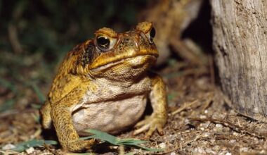 Australian-made cane toad leather ready to leap into market