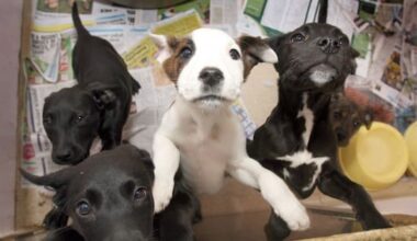 Eleven roaming puppies impounded in Masterton