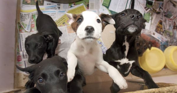 Eleven roaming puppies impounded in Masterton