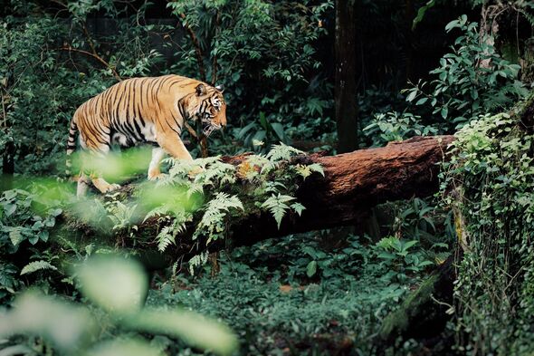 Malayan Tiger Malayan Tiger